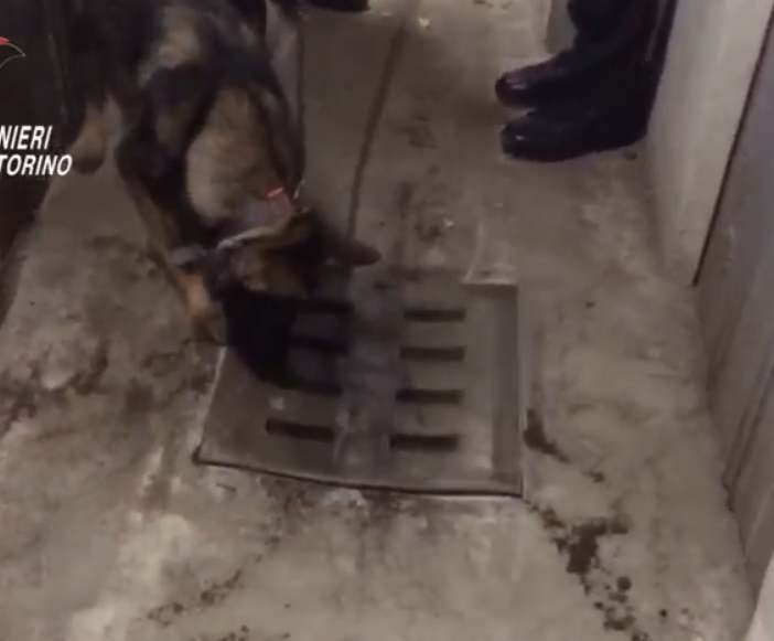 Cane antidroga annusa in un tombino