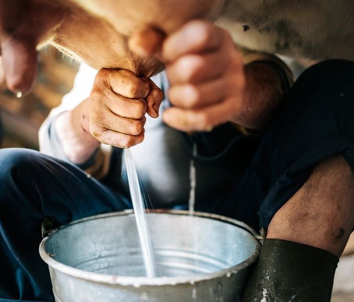 Coronavirus, Cia Piemonte: &quot;No a speculazioni e sciacallaggio su latte e allevatori&quot;