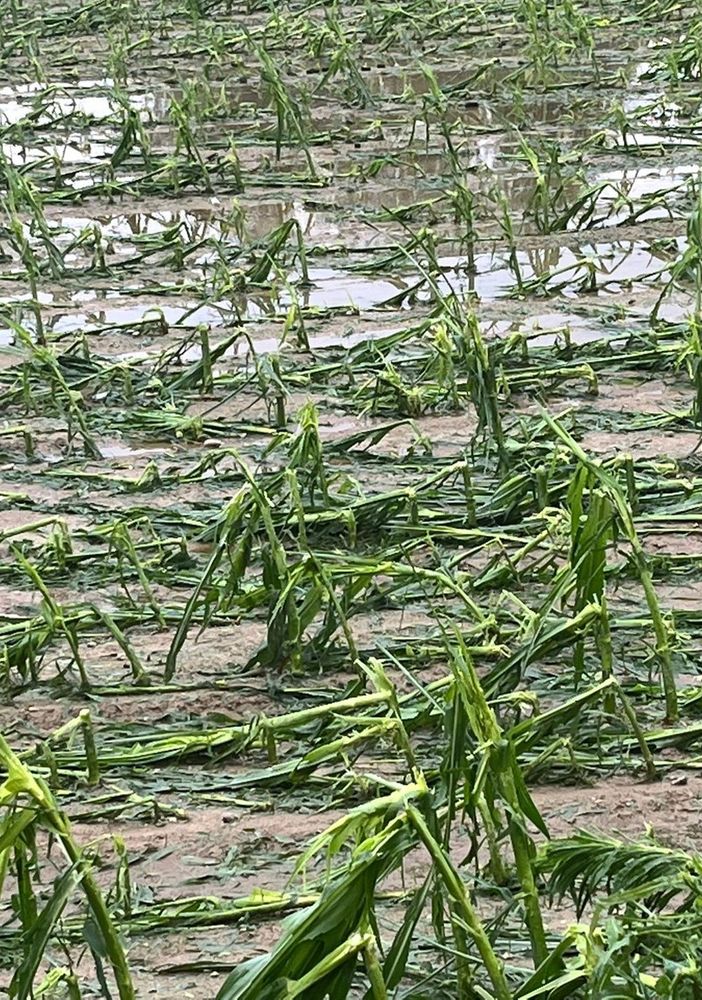Grandine e maltempo sul Canavese, la rabbia di Coldiretti: &quot;Danni enormi&quot;