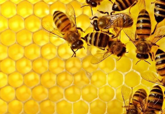 Le api rischiano di scomparire: adottare un alveare per ripartire in modo green