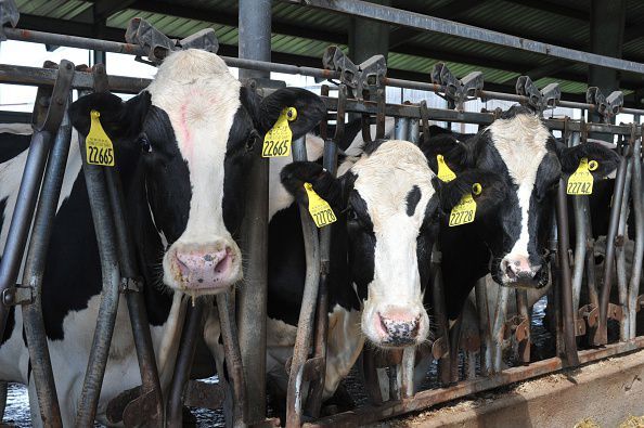 Coronavirus, Coldiretti Piemonte:&quot;Servono urgentemente dati delle importazioni di latte dall'estero&quot;
