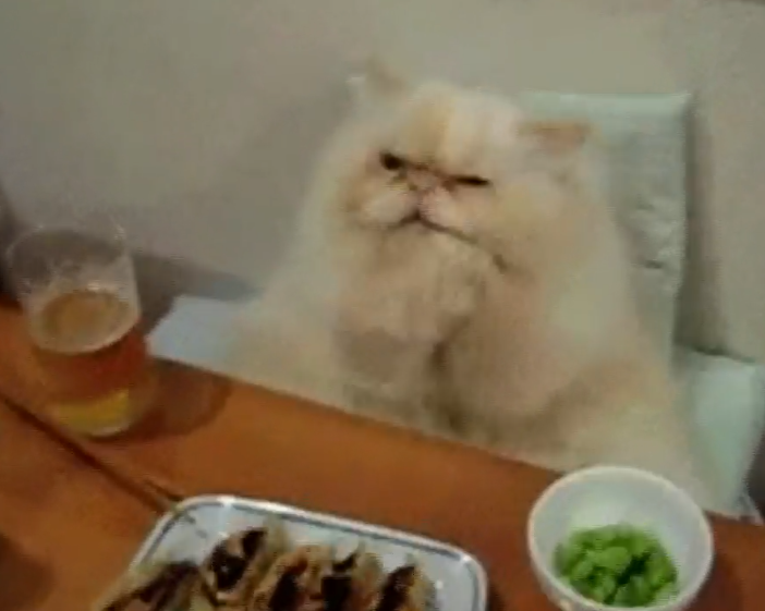 Amici degli animali: gatto gourmet, sì chef (VIDEO DA NON PERDERE)