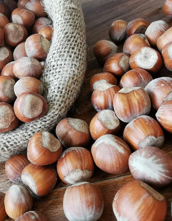 nocciola - foto d'archivio