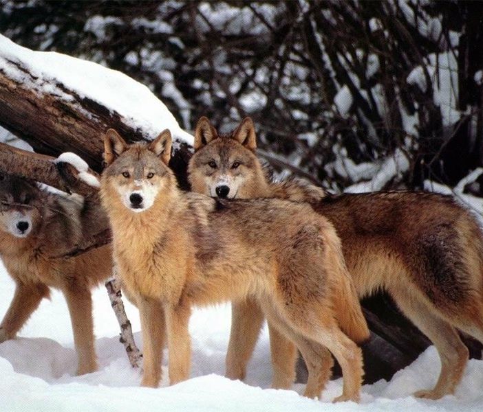 Il Piemonte dice &quot;al lupo&quot;, ma la loro presenza si è stabilizzata nel Torinese e Cuneese