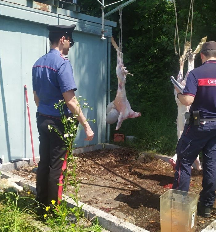A Caselle scoperto macello clandestino in occasione della festa musulmana del sacrificio