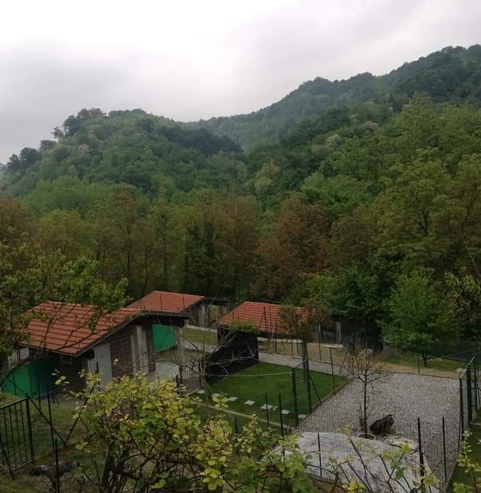 Fase 2, la beffa delle pensioni per cani e gatti: “Noi isolati da tutti, ma comunque obbligati a stare chiusi”