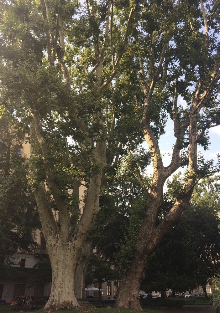 Inquinamento in Torino e provincia: piante mangia smog contro CO2 e polveri sottili possono essere un aiuto vero?