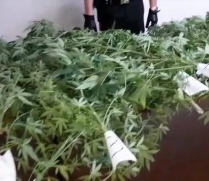 Producono marijuana a km zero nel giardino di casa: arrestata coppia di conviventi