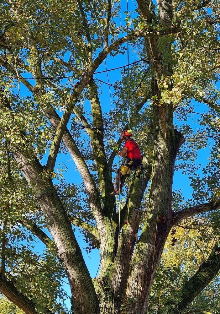 albero parco Sabiuné