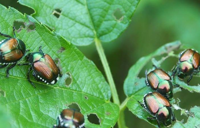 Lotta alla Popillia japonica, aperto il bando regionale da 813 mila euro per le reti anti insetto