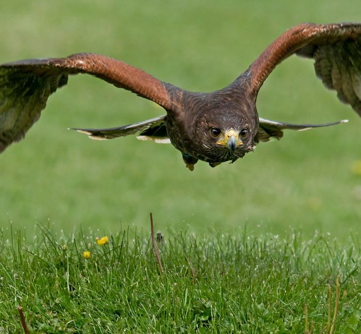 Immagine di repertorio di un rapace