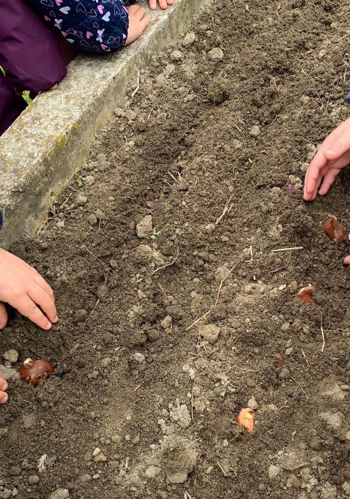 Tulipani per la pace a San Mauro