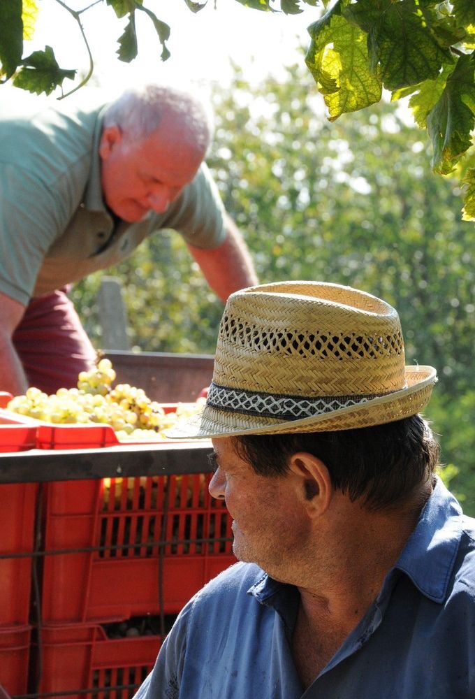 Vendemmia, Coldiretti scrive a Roma per i braccianti dell'Est:&quot;Ridurre burocrazia e semplificare voucher agricolo&quot;