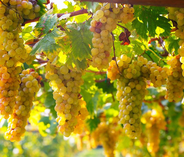 Vino, Coldiretti Piemonte: &quot;+12% di export nel mondo ma pesano i rincari sui costi di produzione&quot;