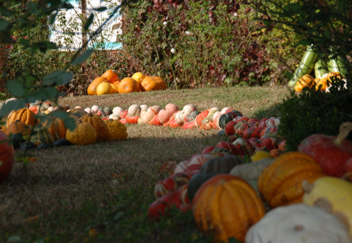 Brandizzo, torna la “Sagra della zucca”: domenica 20 ottobre la ventiduesima edizione