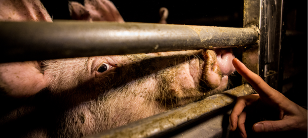 Coronavirus, Coldiretti: "No a speculazioni su comparto suinicolo piemontese” Coronavirus, Coldiretti: "No a speculazioni su comparto suinicolo piemontese”