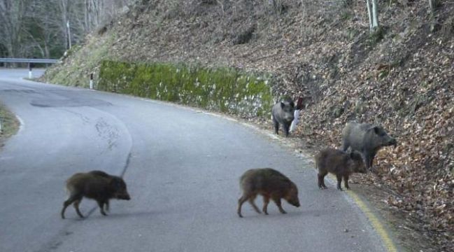 foto di repertorio foto di repertorio