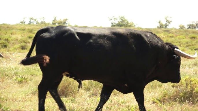 Immagine di archivio Immagine di archivio