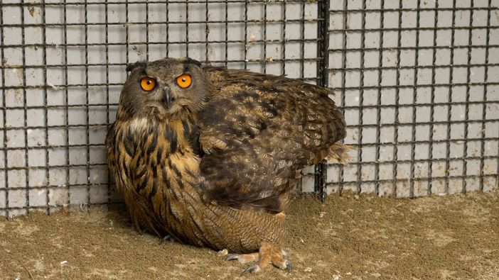 Non può più volare ma sopravviverà il gufo reale ritrovato a Bussoleno Non può più volare ma sopravviverà il gufo reale ritrovato a Bussoleno