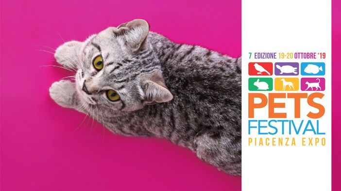 I gatti più belli in mostra a Petsfestival I gatti più belli in mostra a Petsfestival