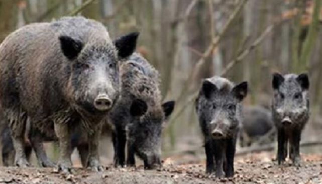 Parco dei Cinque laghi, il piano faunistico in Regione Piemonte per poter riprendere il contenimento dei cinghiali Parco dei Cinque laghi, il piano faunistico in Regione Piemonte per poter riprendere il contenimento dei cinghiali