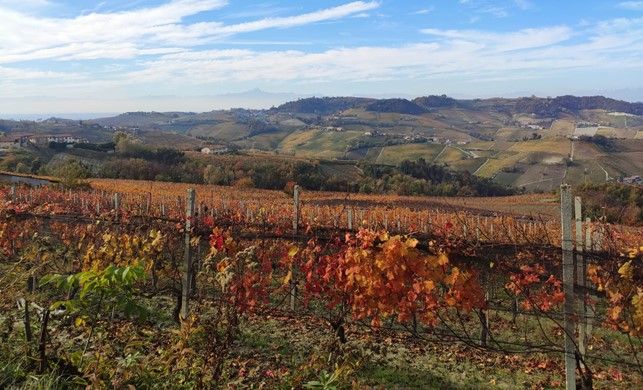Autunno nel frutteto e vigneto: come preparare le piante all'inverno Autunno nel frutteto e vigneto: come preparare le piante all'inverno
