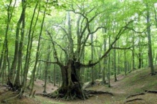 Coronavirus, Coldiretti Piemonte:"Necessaria una giusta attenzione per la filiera del legno"