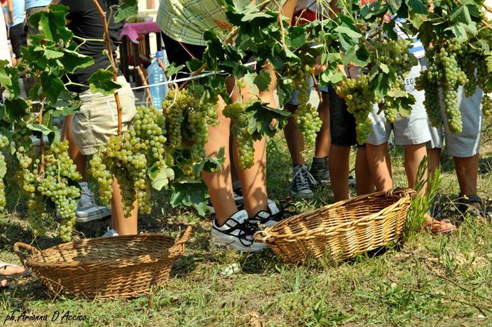 Coronavirus, Coldiretti Piemonte:"Perdite stimate dal 60% al 70% per il vino made in Piemonte" Coronavirus, Coldiretti Piemonte:"Perdite stimate dal 60% al 70% per il vino made in Piemonte"