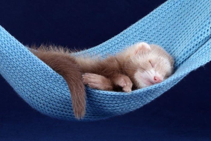 Petsfestival 2021: gli esotici e altri animali