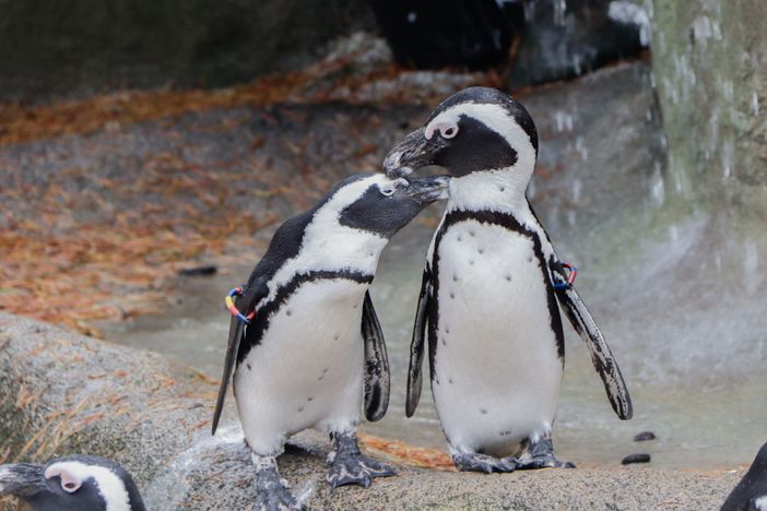 pinguini africani pinguini africani