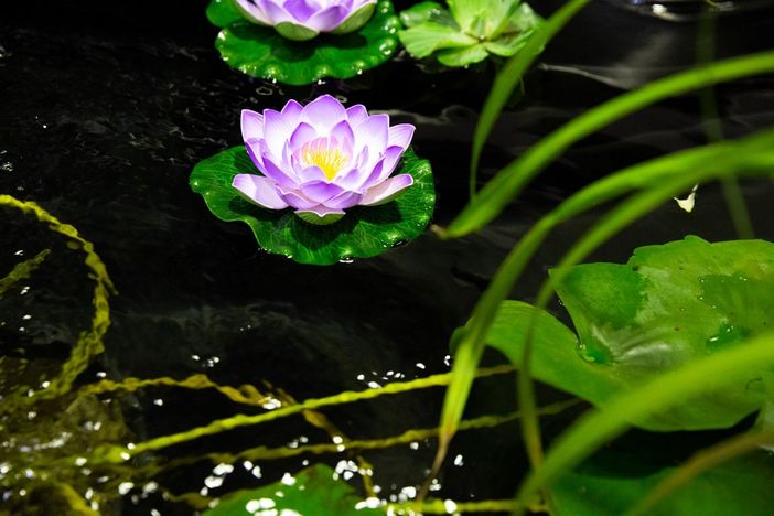 Piacenza: lo spettacolo della natura sboccia a Petsfestiva Piacenza: lo spettacolo della natura sboccia a Petsfestiva