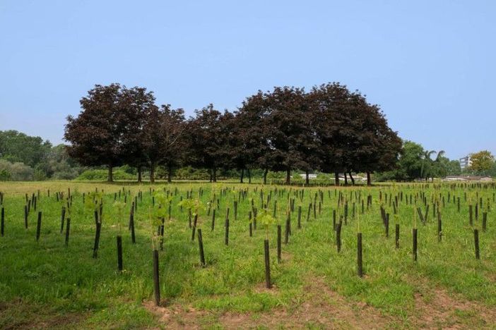 Bando Forestazione 2021: approvati altri tre progetti, in arrivo 1 milione e mezzo di euro