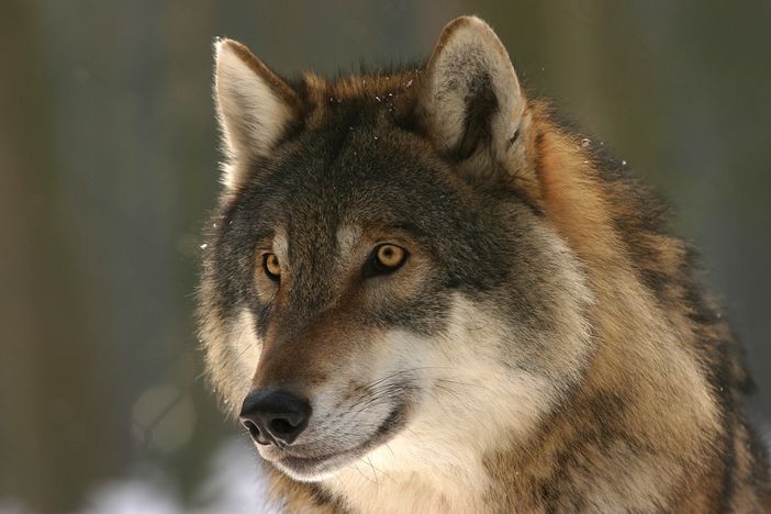 lupi