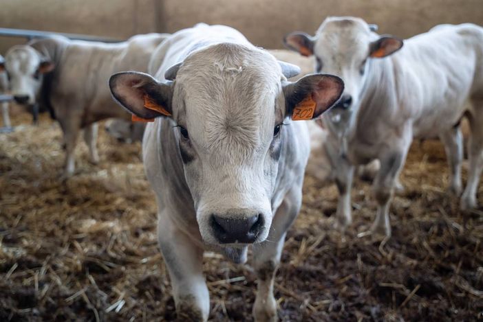 Allevamento di bovini Allevamento di bovini