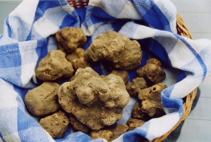 A Montiglio Monferrato torna la Fiera del Tartufo