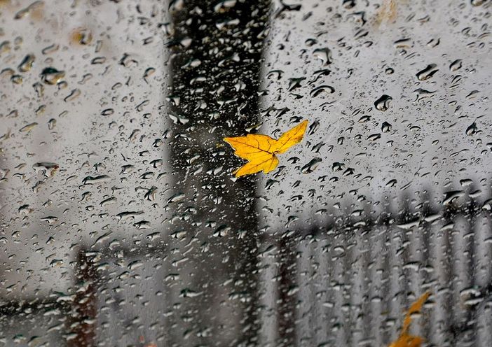 pioggia e foglia gialla pioggia e foglia gialla