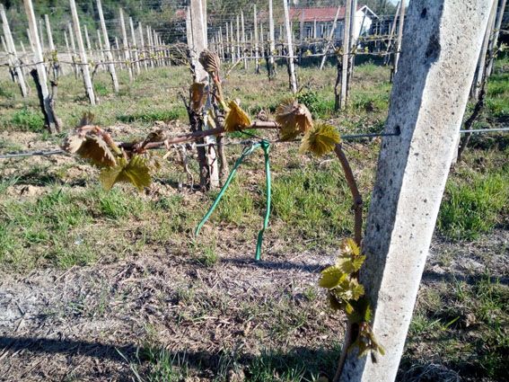 Gelata alle viti Canavese