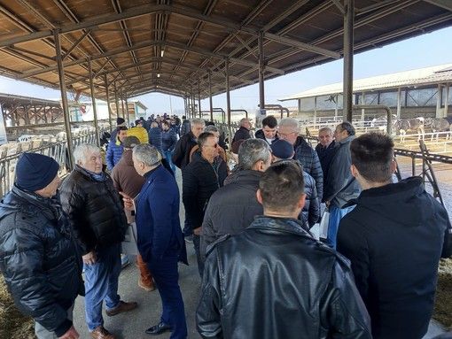 A Revello si è svolto il Meeting Regionale della razza Frisona A Revello si è svolto il Meeting Regionale della razza Frisona