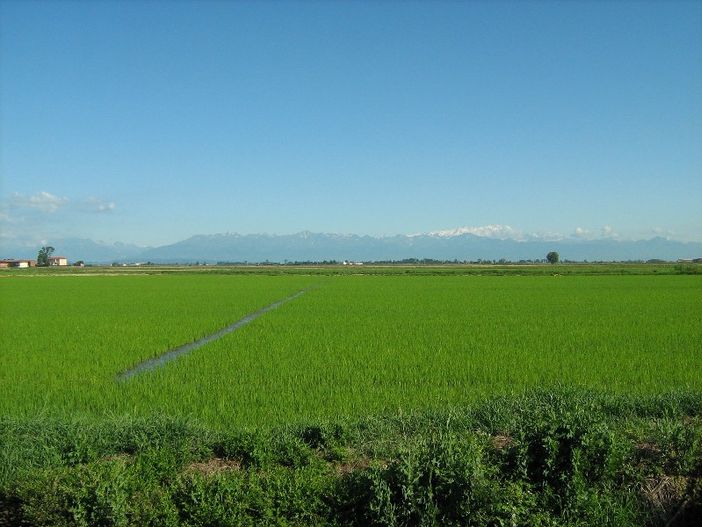 Le risaie di Crescentino Le risaie di Crescentino