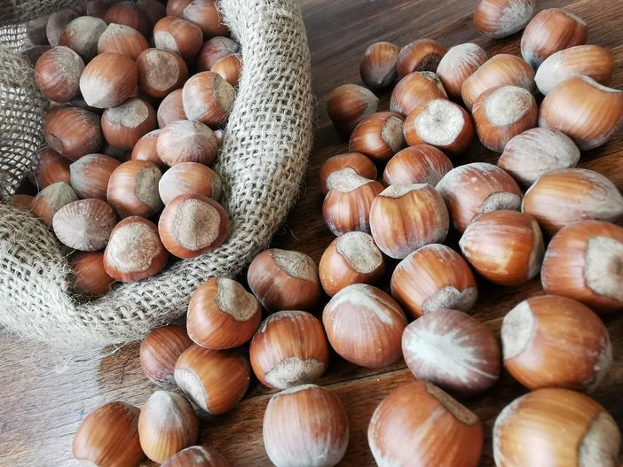 nocciola - foto d'archivio