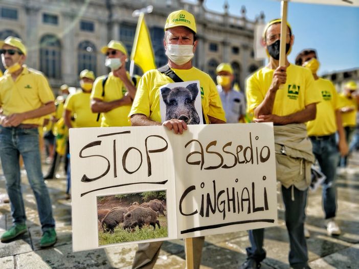 Cinghiali, la protesta di Coldiretti: &quot;Danni in aumento, serve intervenire subito&quot;