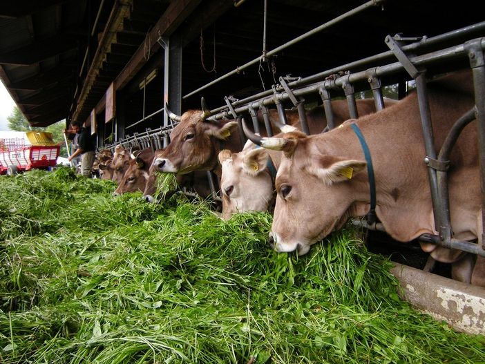 Coldiretti Torino: "E’ positivo il via libera agli aiuti per la zootecnia" Coldiretti Torino: "E’ positivo il via libera agli aiuti per la zootecnia"