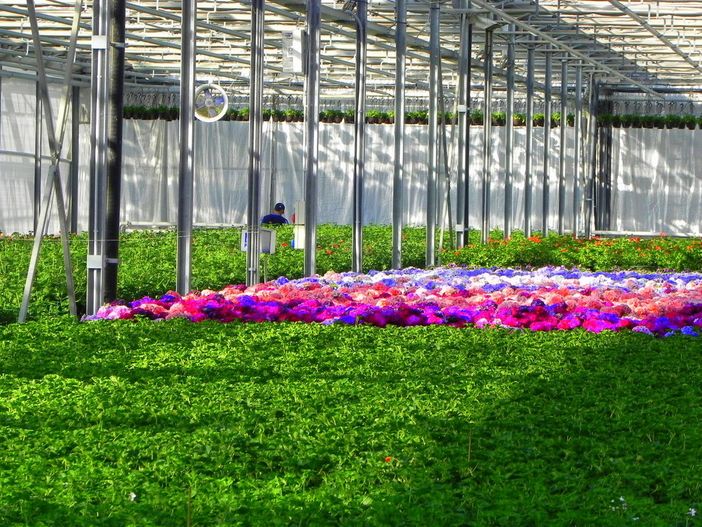 Florovivaismo, Protopapa: &quot;Dal decreto il giusto riconoscimento a un comparto dal peso specifico importante&quot;