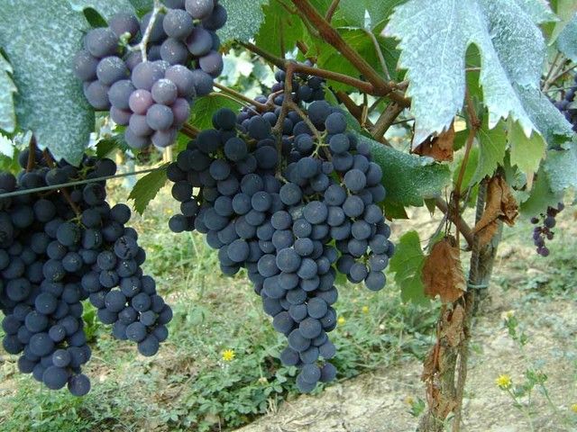 Tutela del comparto vino, Protopapa: "Non possiamo accettare interventi solo di immagine, occorrono misure concrete"