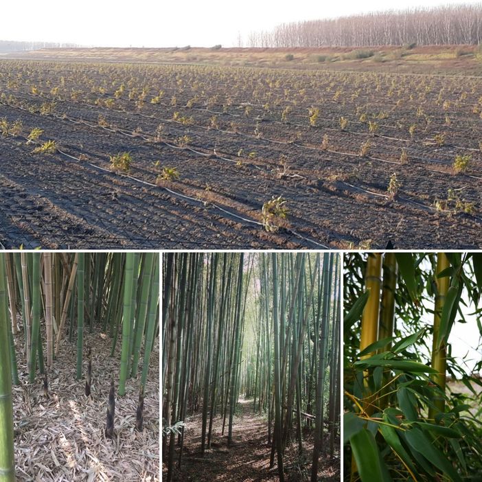 Il Canavese cambia la sua vocazione e punta su canapa e bambù