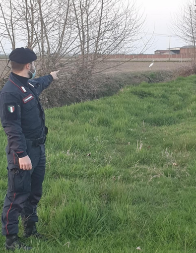 Cattura un airone bianco maggiore sulle sponde di un laghetto: nei guai un 29enne di origini romene Cattura un airone bianco maggiore sulle sponde di un laghetto: nei guai un 29enne di origini romene
