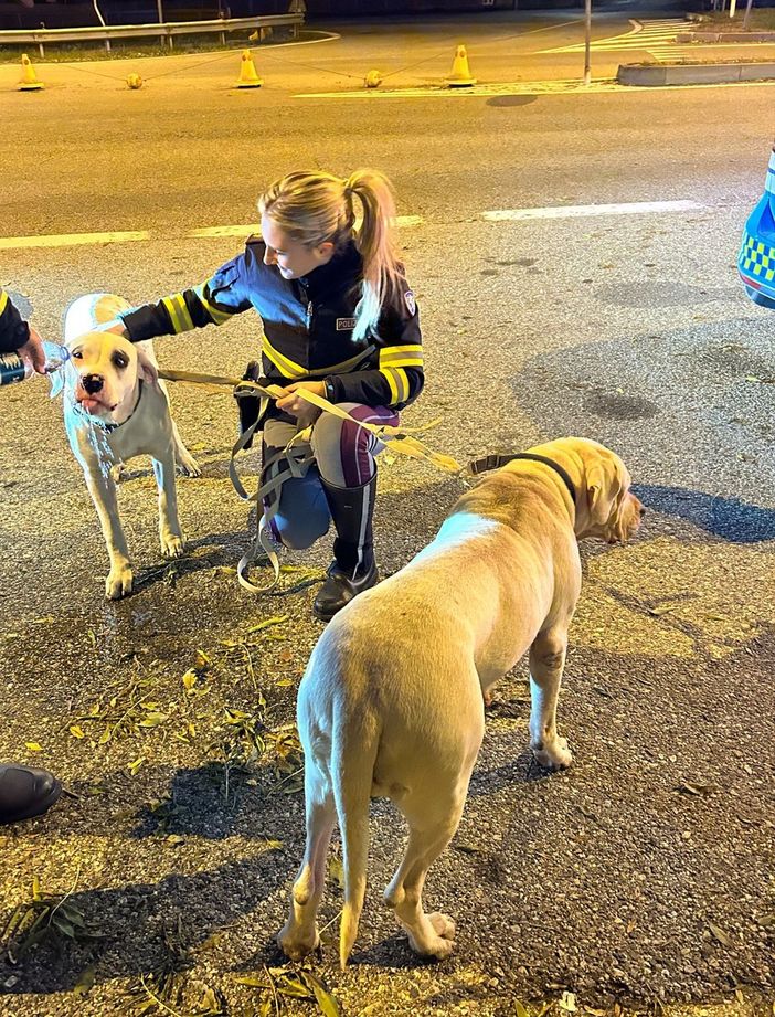 cani abbandonati cani abbandonati