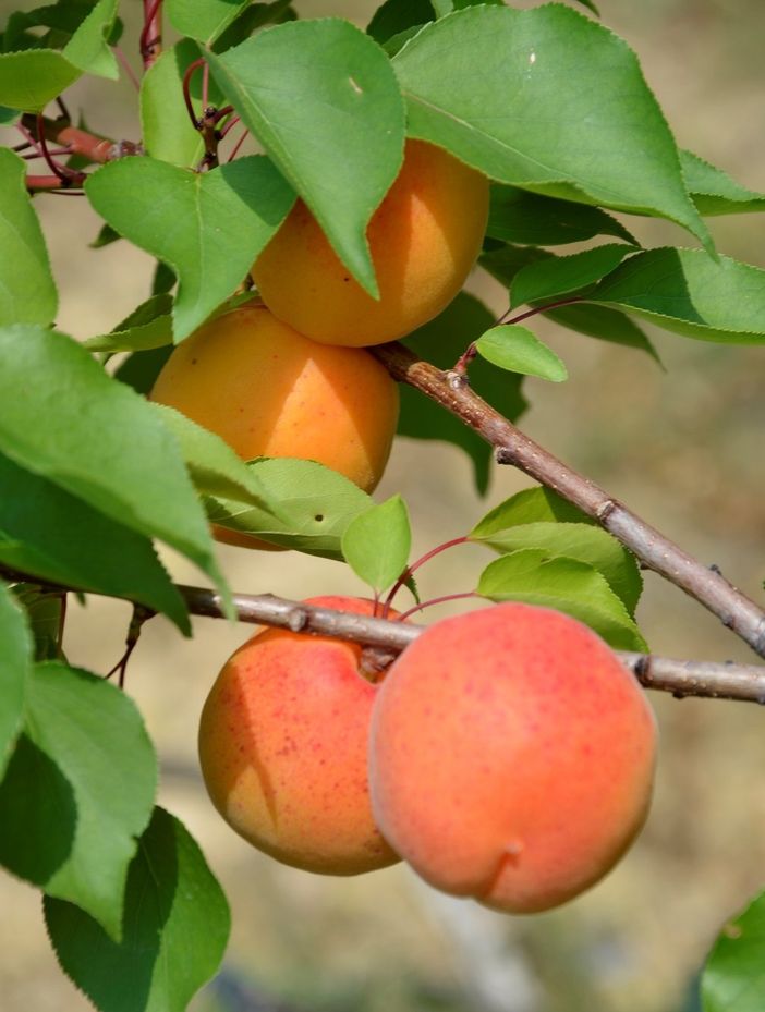 La 1^ Sagra dell’Albicocca Tonda di Costigliole Saluzzo (CN) si svolgerà sabato 9 e domenica 10 luglio