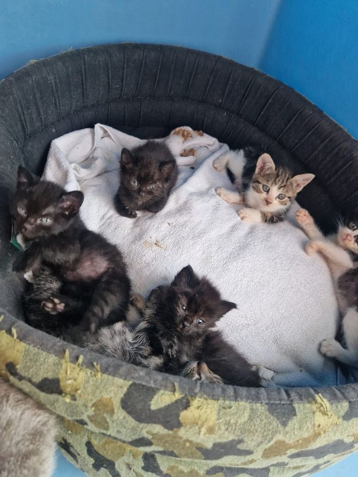 animali da compagnia animali da compagnia