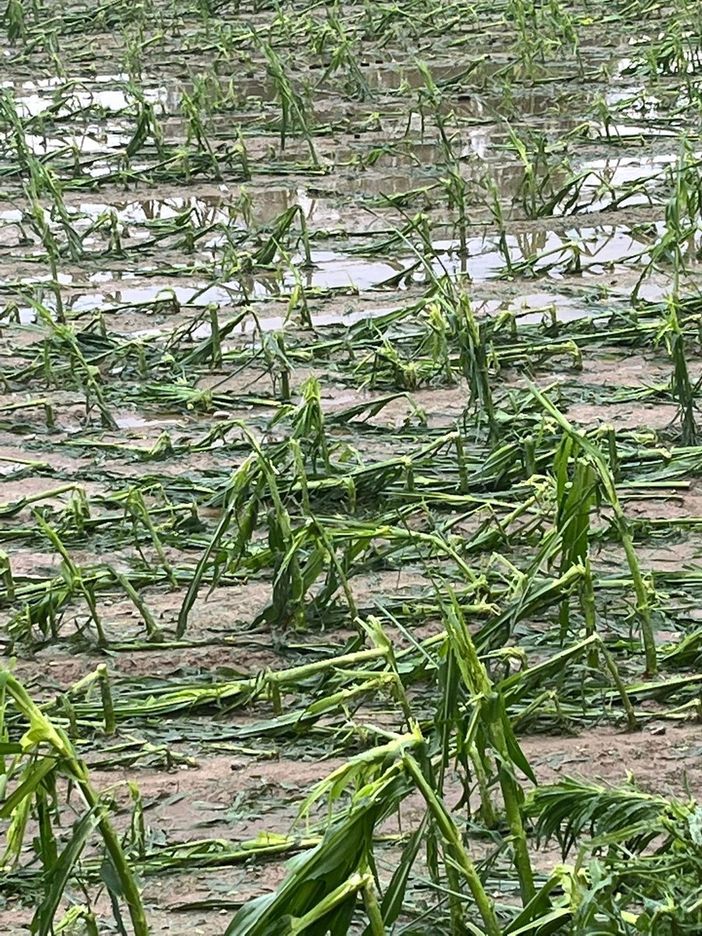 Grandine e maltempo sul Canavese, la rabbia di Coldiretti: &quot;Danni enormi&quot;